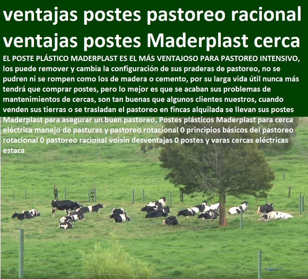 Postes plásticos Maderplast para cerca eléctrica manejo de pasturas y pastoreo rotacional 0 principios básicos del pastoreo rotacional 0 pastoreo racional voisin desventajas 0 postes y varas cercas eléctricas estaca Postes plásticos Maderplast para cerca eléctrica manejo de pasturas y pastoreo rotacional 0 principios básicos del pastoreo rotacional 0 pastoreo racional voisin desventajas 0 postes y varas cercas eléctricas estaca Postes plásticos Maderplast para cerca eléctrica manejo de pasturas y pastoreo rotacional 0 principios básicos del pastoreo rotacional 0 pastoreo racional voisin desventajas 0 postes y varas cercas eléctricas estaca